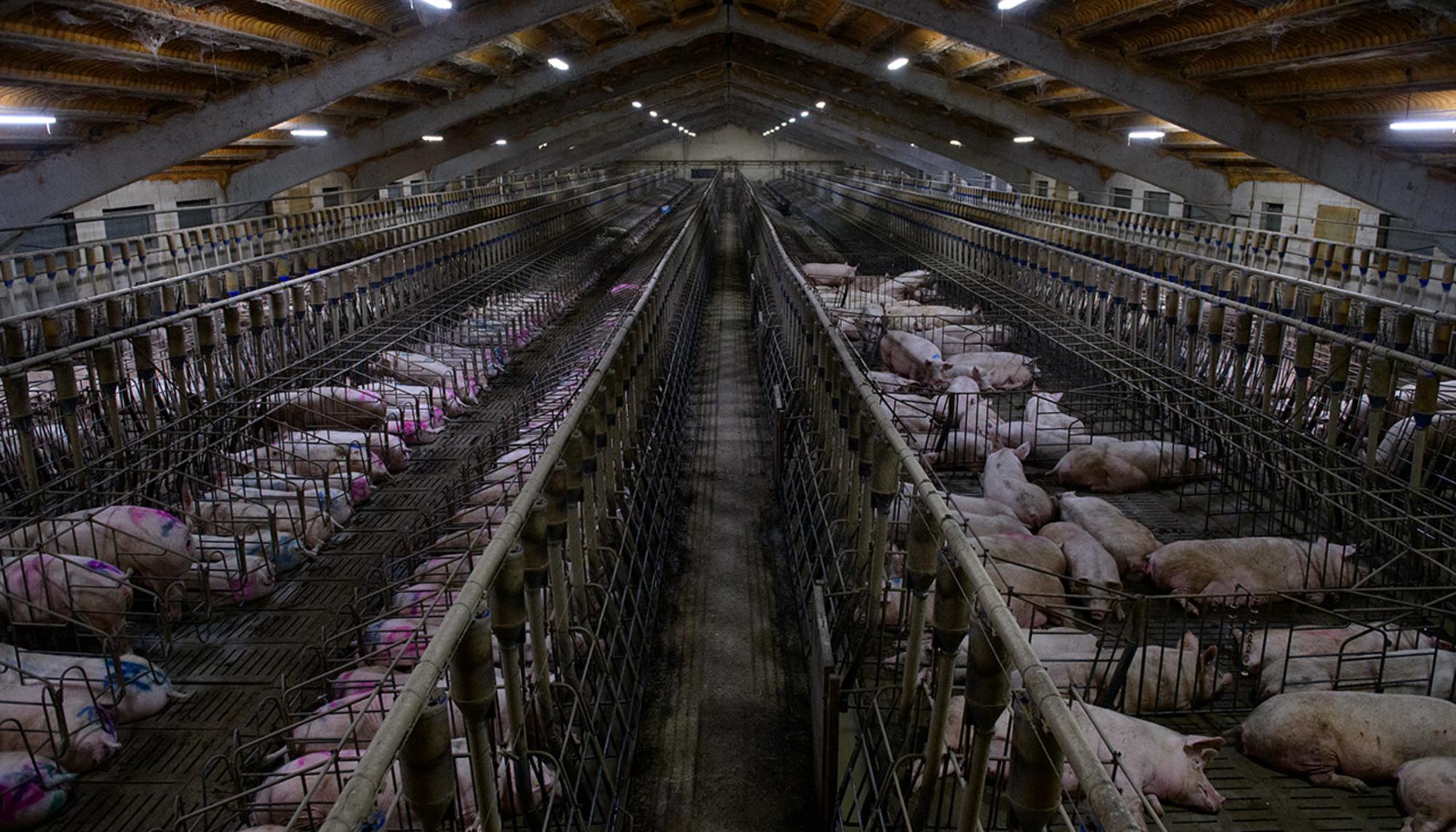 Área de gestación en una explotación de cerdos